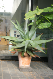 Aloe ferox RCP1-2013 038.JPG